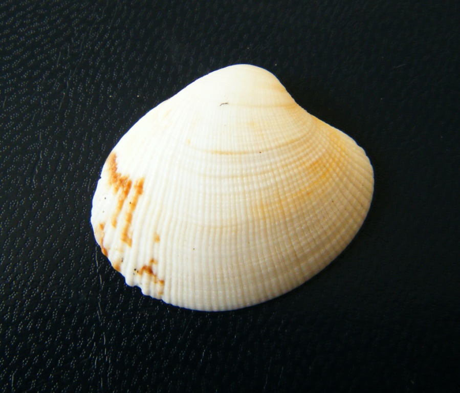 Bivalve2